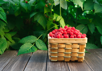 Basket with raspberries near bush on wooden table in garden