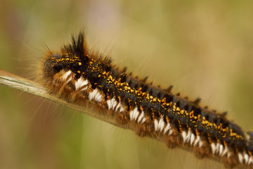 The drinker moth  (Euthrix potatoria)