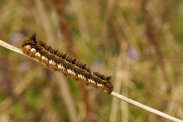 The drinker moth  (Euthrix potatoria)