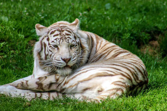 Tigre blanc