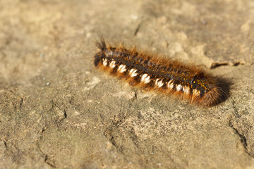The drinker moth  (Euthrix potatoria)