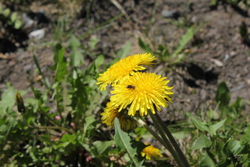 Dandelion flower at grass 30647