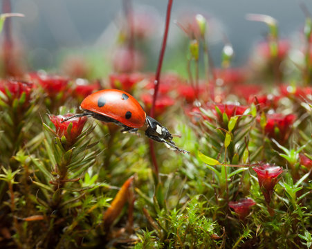 Ladybird get over blossom moss, step two