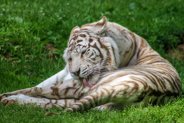 Plakat Tigre blanc