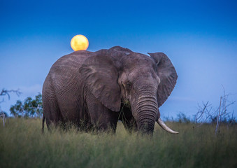 Fototapeta na wymiar African elephants under full moon at the savvanah at Hlane Royal National Park, Swaziland
