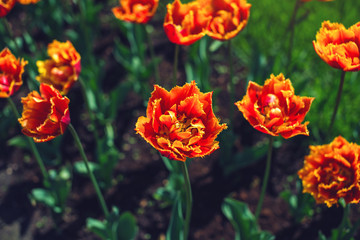 Picturesque meadow with a beautiful blossoming buds of yellow orange tulips. Cute bright background of blooming flowers