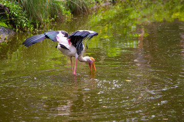 White Egret Fishing in Lake with spreading wings
