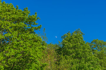 Obraz premium green trees , in summer