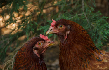 Sister Hens