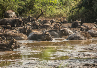 A herd of african buffolos lying in the mud at the Hluhluwe iMfolozi Park