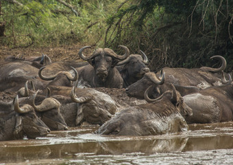 A herd of african buffolos lying in the mud at the Hluhluwe iMfolozi Park