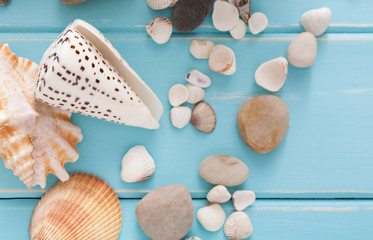 Seashells on blue wood, sea vacation background