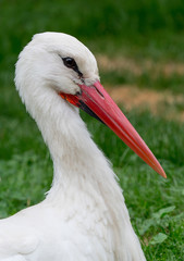 Weissstorch