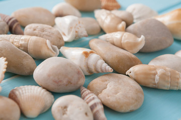 Seashells on blue wood, sea vacation background