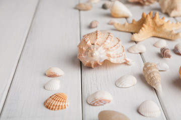Seashells on white wood, sea vacation background