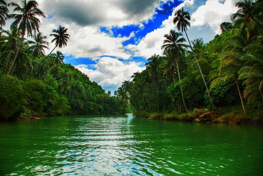 River with palm trees, landscape, island of Bohol. Philippines
