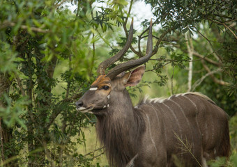 Nyala male in the woodland of the Hluhluwe iMfolozi Park