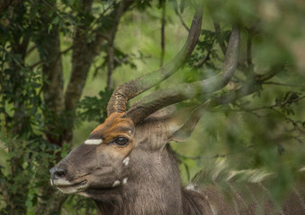 Nyala male in the woodland of the Hluhluwe iMfolozi Park