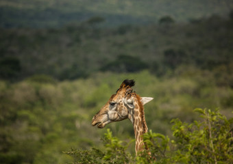 Giraffes at the woodland of the Hluhluwe iMfolozi Park