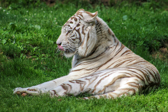 Tigre blanc