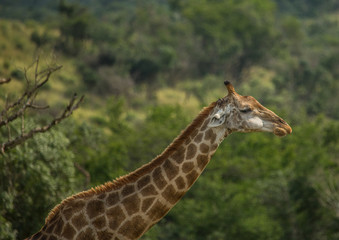 Giraffes at the woodland of the Hluhluwe iMfolozi Park