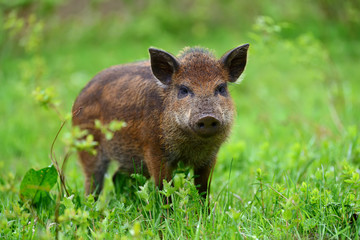 Fototapeta na wymiar Wild boar in forest