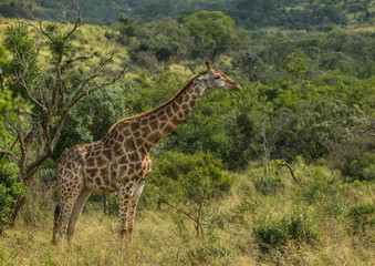 Giraffes at the woodland of the Hluhluwe iMfolozi Park