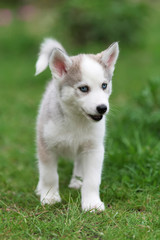 Cute little husky puppy