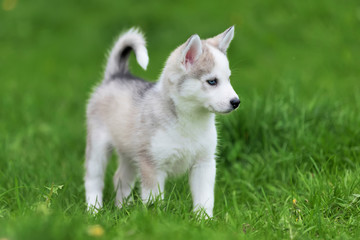 Cute little husky puppy