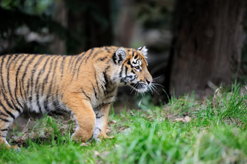 Tiger cub in grass