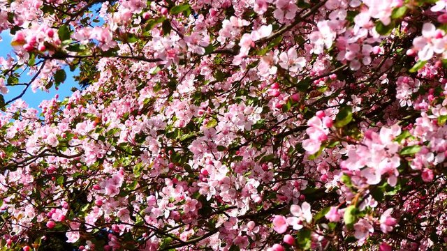 Japanese pink cherry tree blossom abundance against blue sky on bright sunny day, zoom in