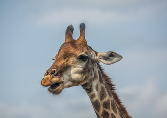 Obraz premium Giraffes at the woodland of the Hluhluwe iMfolozi Park