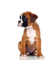 Obraz premium Adorable boxer puppy sitting