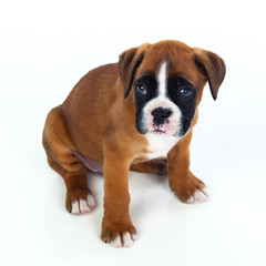 Adorable boxer puppy sitting