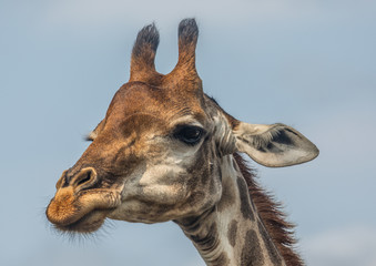 Giraffes at the woodland of the Hluhluwe iMfolozi Park