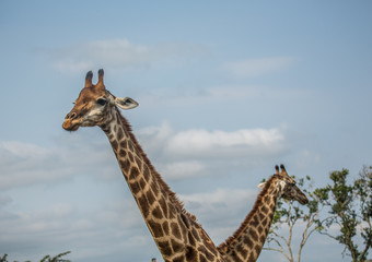 Giraffes at the woodland of the Hluhluwe iMfolozi Park