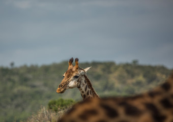 Giraffes at the woodland of the Hluhluwe iMfolozi Park