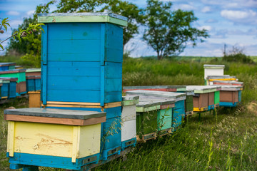 Hives in an apiary with bees flying to the landing boards in a green garden