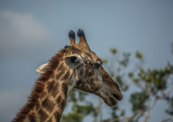 Giraffes at the woodland of the Hluhluwe iMfolozi Park