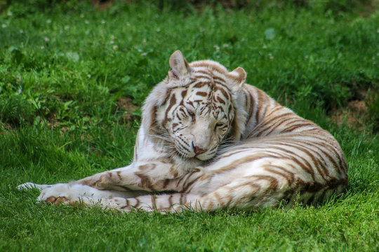 Tigre blanc