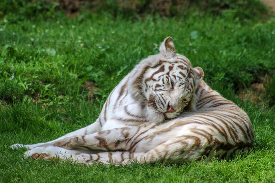 Tigre blanc