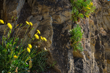 Dandelions on the rocks