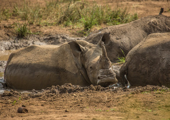 Obraz premium White rhinoceros laying in the mud near a waterhole at the Hluhluwe iMfolozi Park