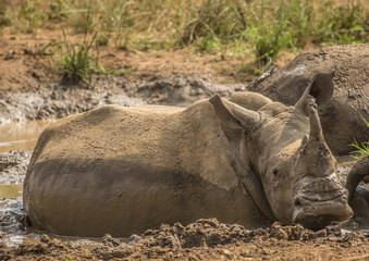 Fototapeta premium White rhinoceros laying in the mud near a waterhole at the Hluhluwe iMfolozi Park