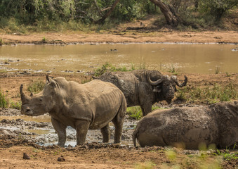 Naklejka na ściany i meble White rhinoceros laying in the mud near a waterhole at the Hluhluwe iMfolozi Park