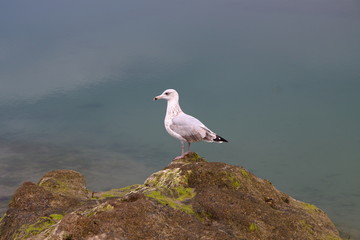 Silbermöwe auf Felsen