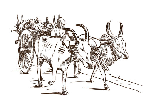 File:Line drawing of a Bullock Cart by Segar 01.jpg - Wikipedia
