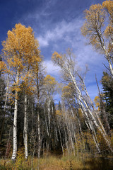 Colors of Fall, Birch trees in autumn