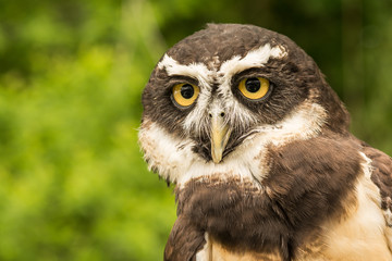Spectacled Owl