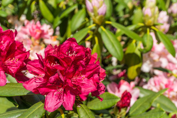 Rhododendron blossom in red with green leaves at sunshine